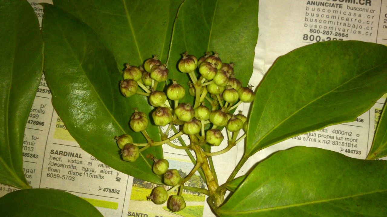 Dendropanax arboreus fruit
