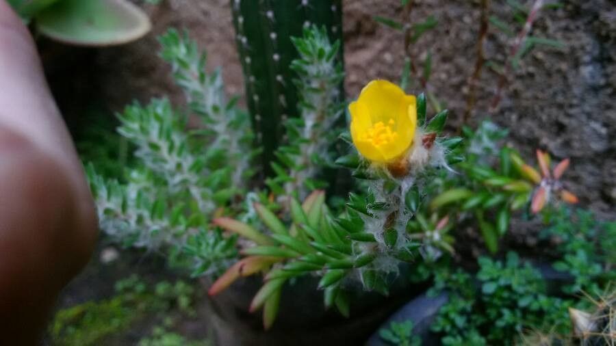 Portulaca hirsutissima — houseplant care guide