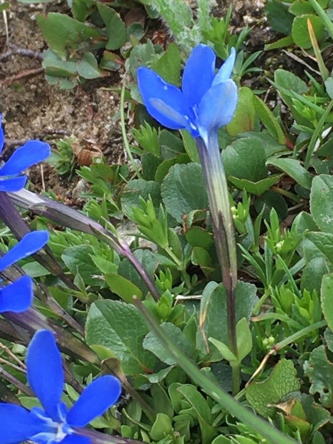 Gentiana brachyphylla bark