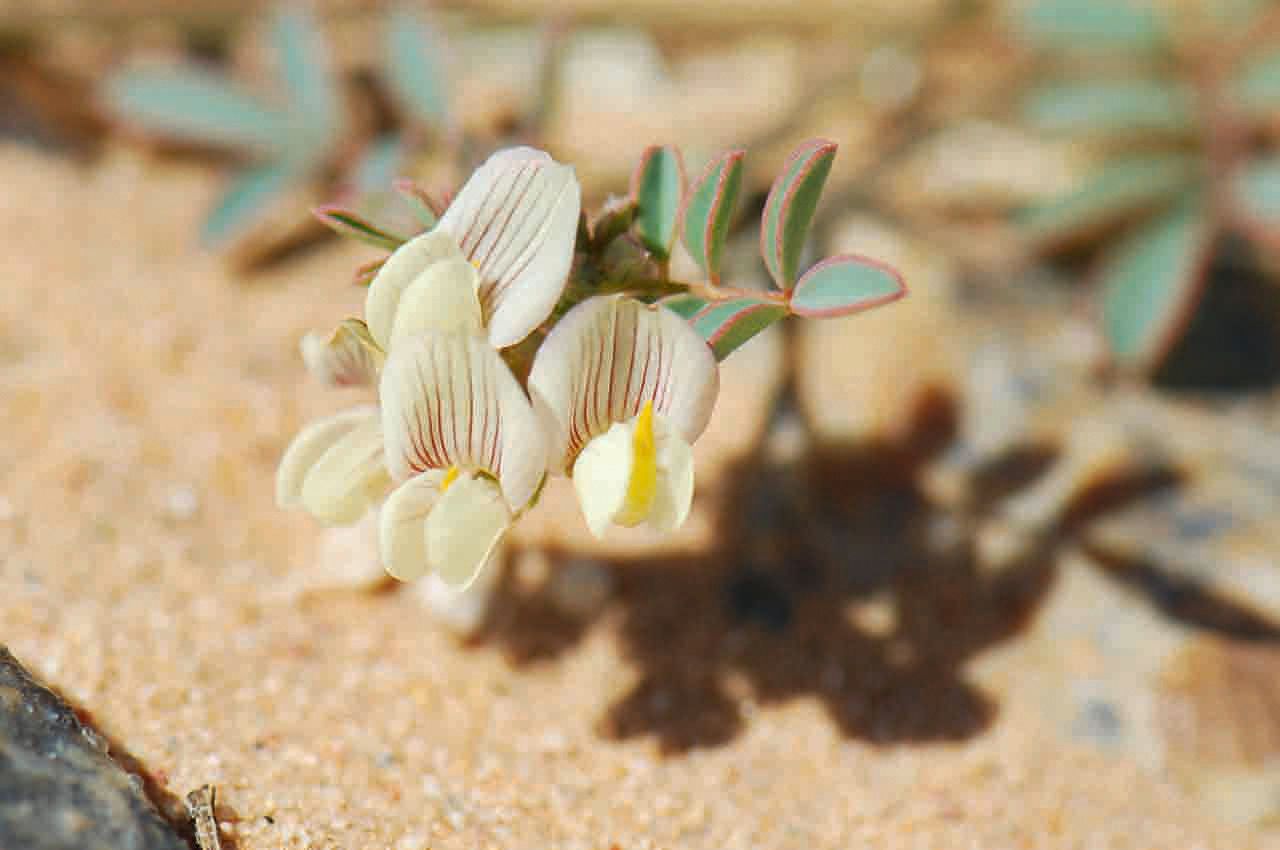 Hippocrepis multisiliquosa flower