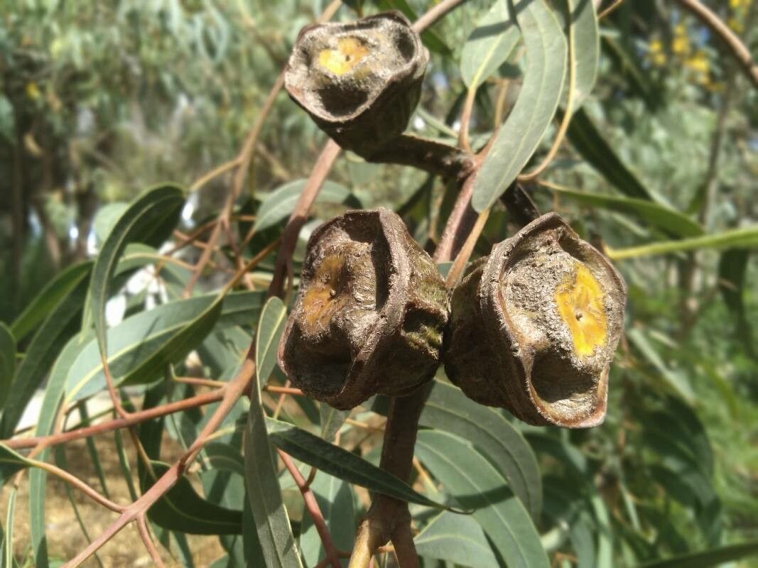 Eucalyptus erythrocorys fruit