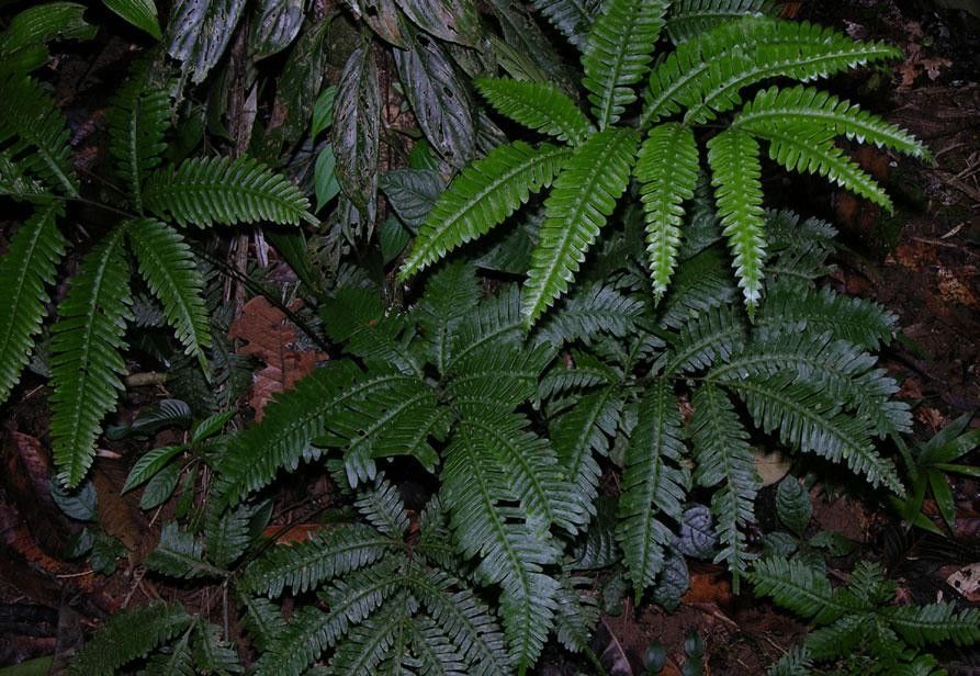 Pteris pungens — search result for 'Pteris'