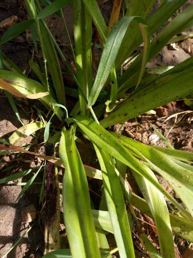 Bromelia plumieri flower