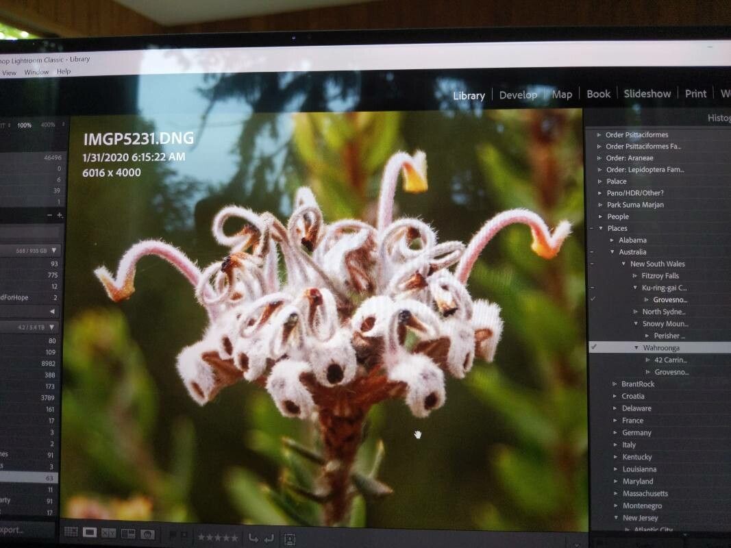 Grevillea buxifolia flower