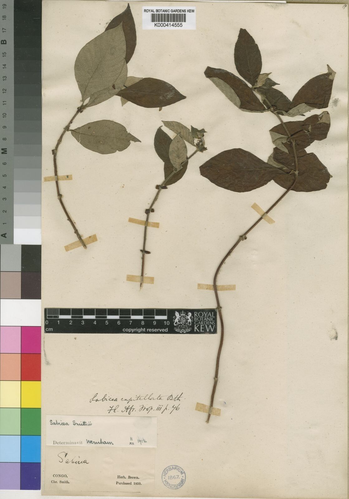 Sabicea smithii — houseplant care guide