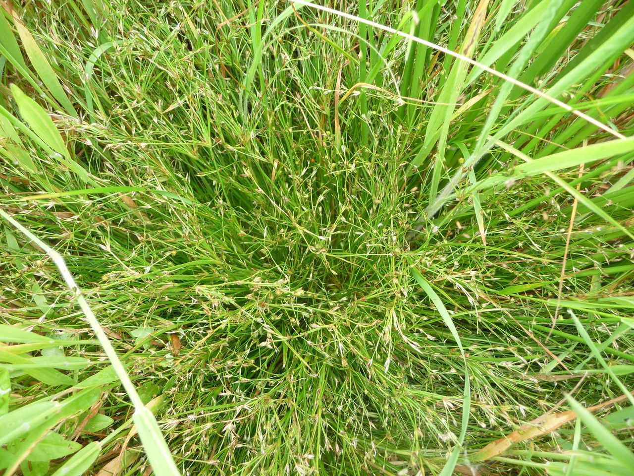 Juncus foliosus habit