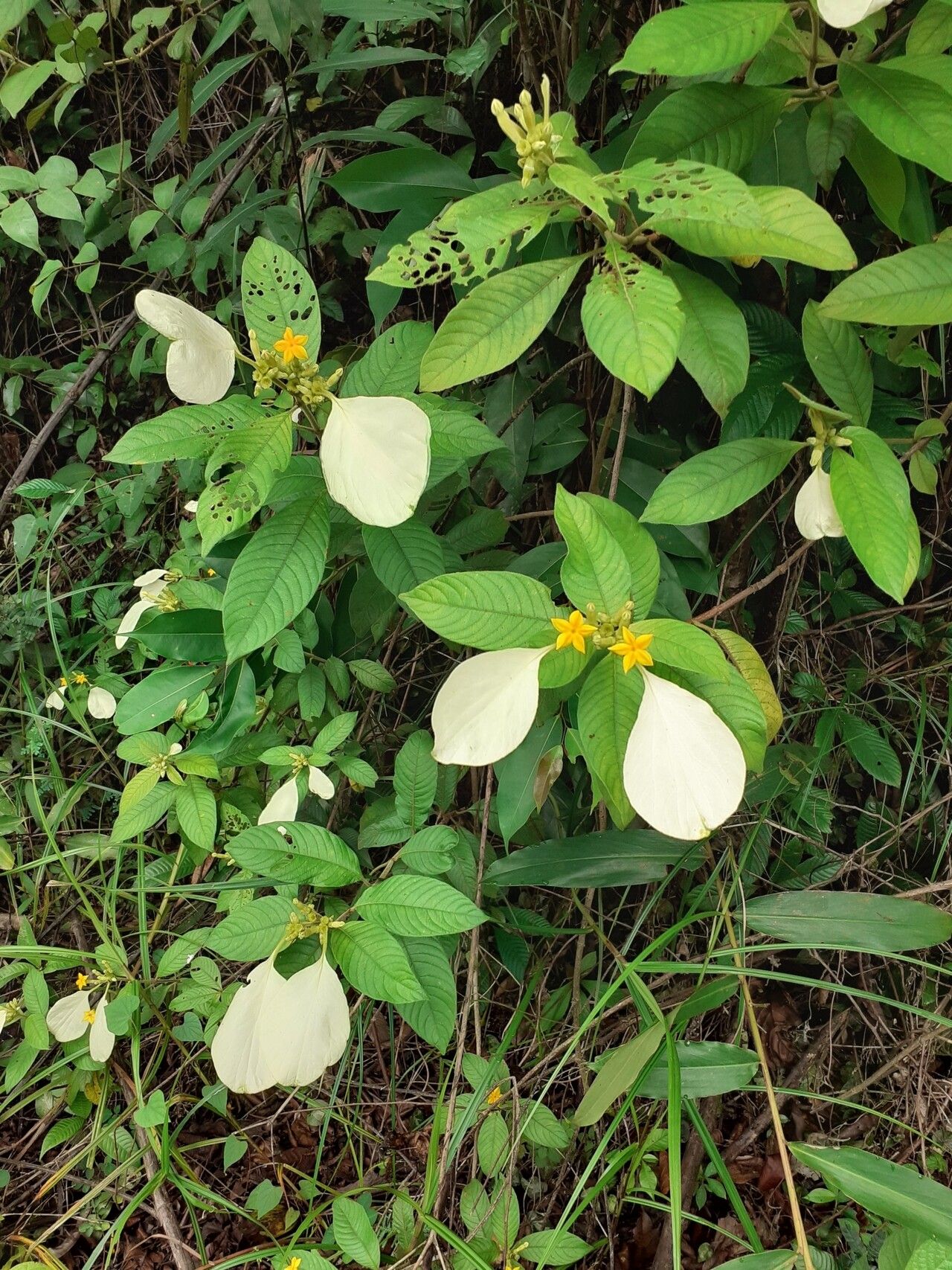 Mussaenda isertiana — search result for 'Mussaenda'