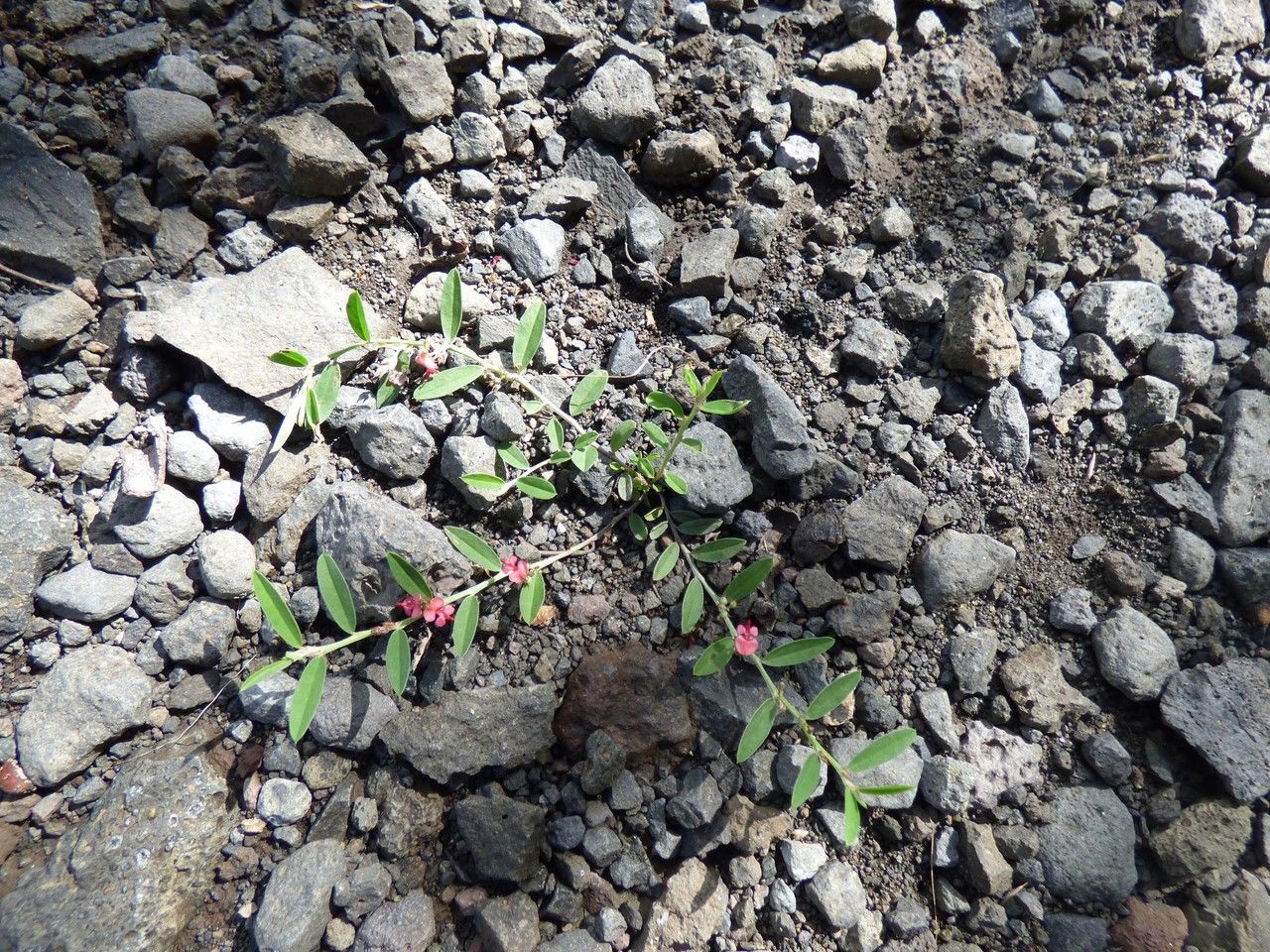Indigofera linifolia habit