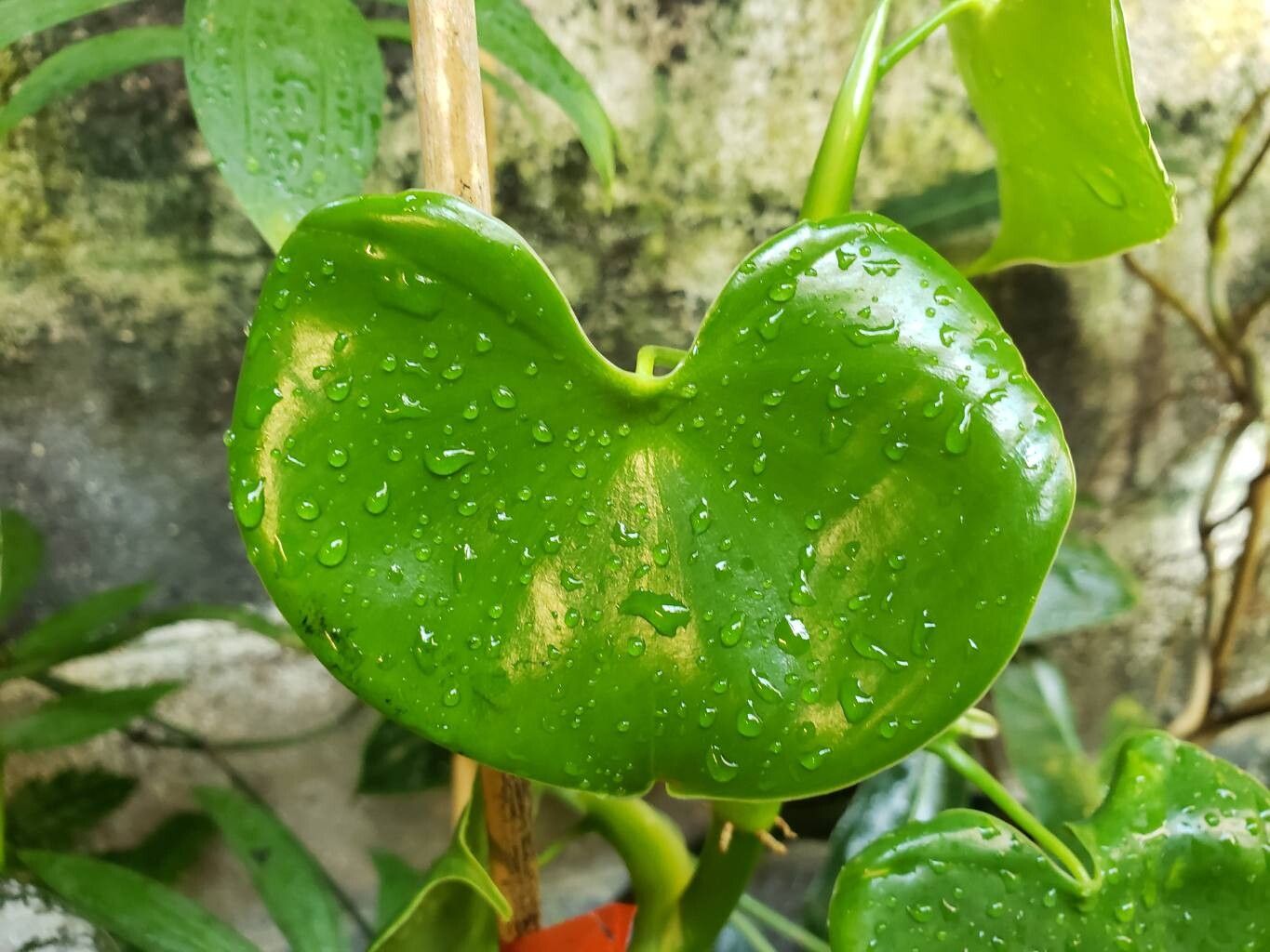 Philodendron grazielae — houseplant care guide