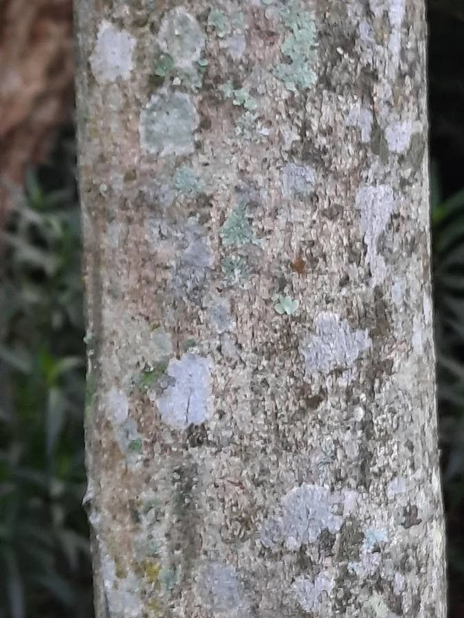 Inga spectabilis bark