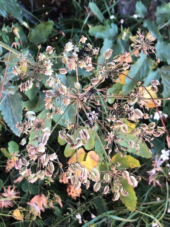 Laserpitium latifolium fruit