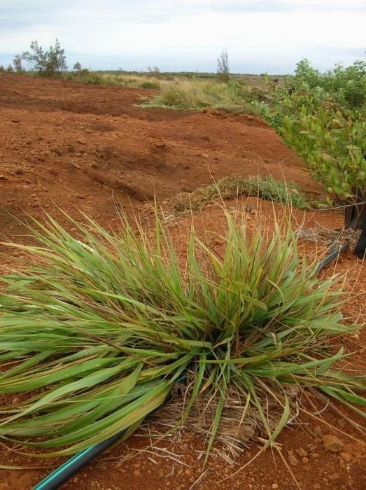 Eragrostis variabilis habit