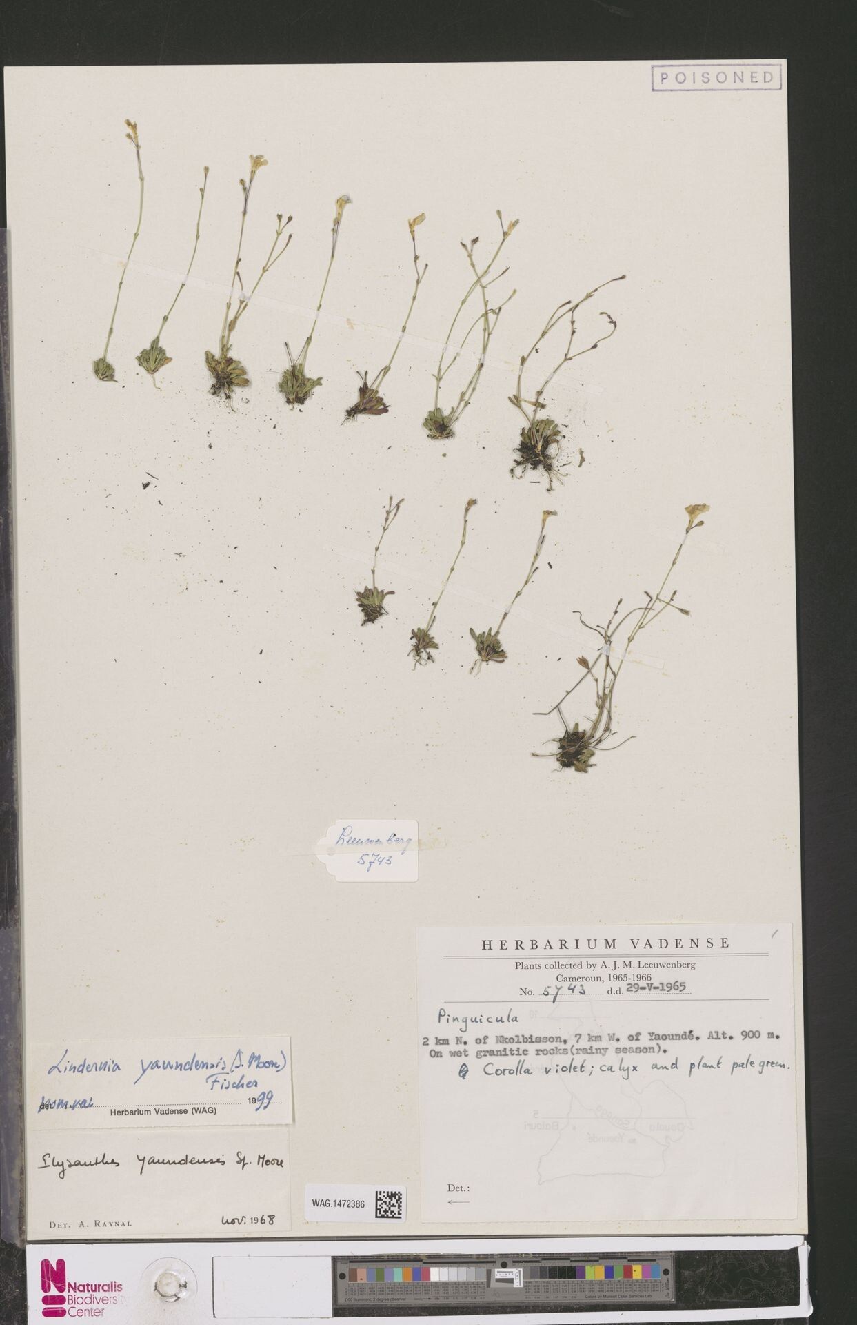 Craterostigma yaundense — houseplant care guide