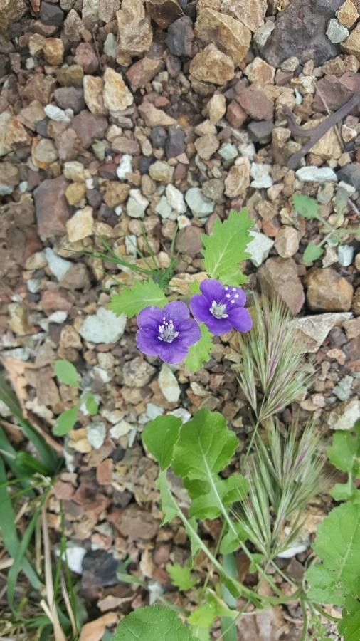 Phacelia parryi flower