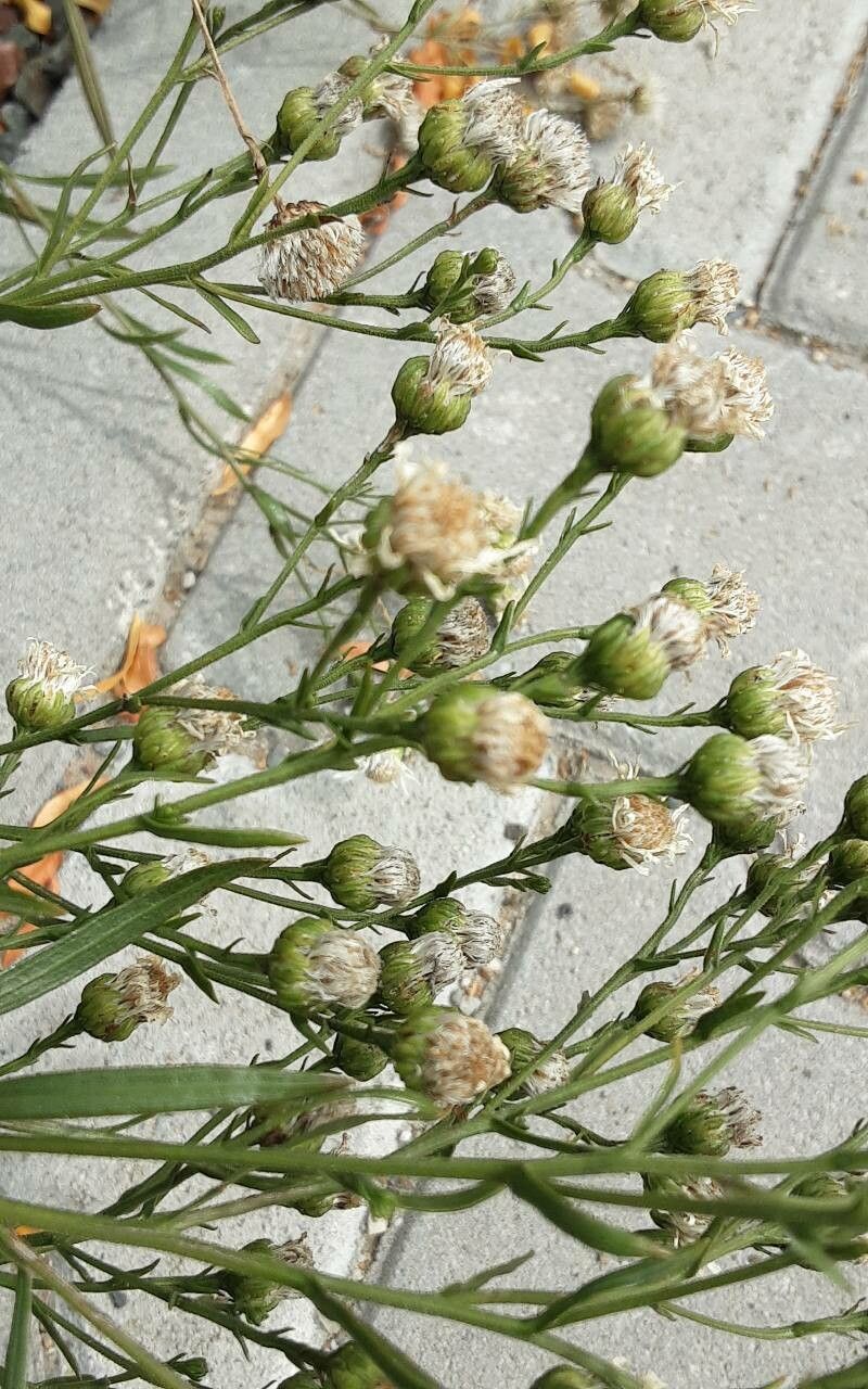 Solidago ptarmicoides fruit