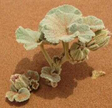 Radyera urens — related species from the same genus