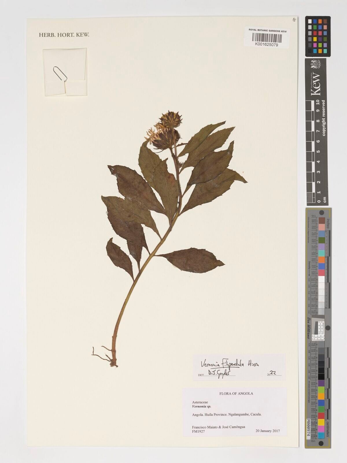 Baccharoides filipendula — search result for 'Filipendula'