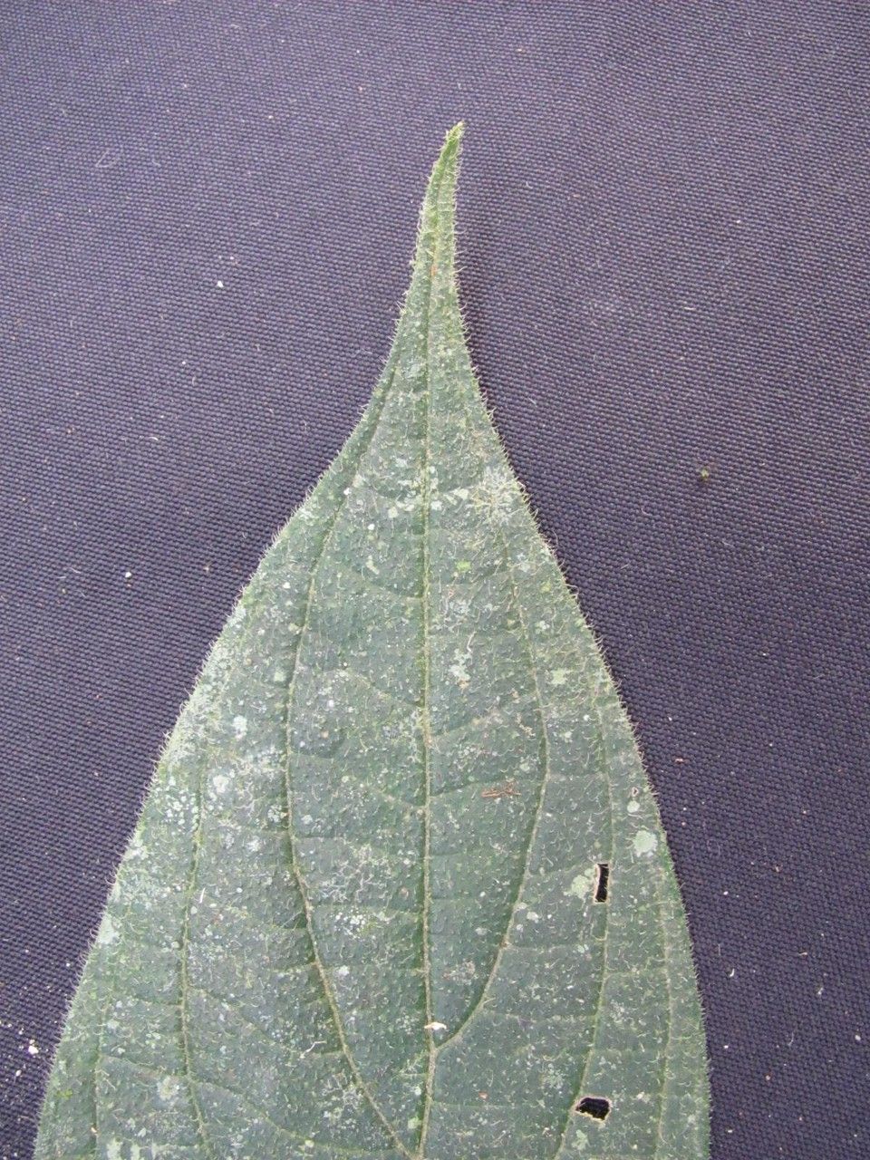 Piper polytrichum other