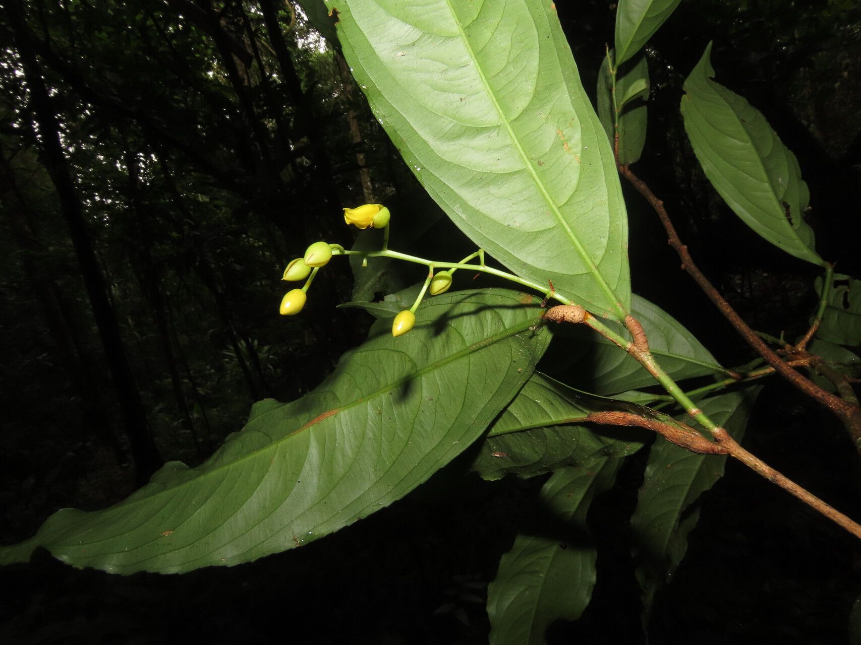 Ouratea prominens leaf