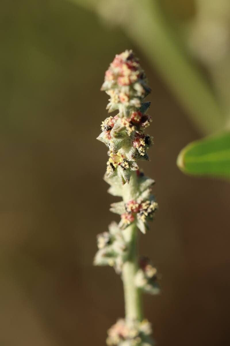 Atriplex patens — houseplant care guide