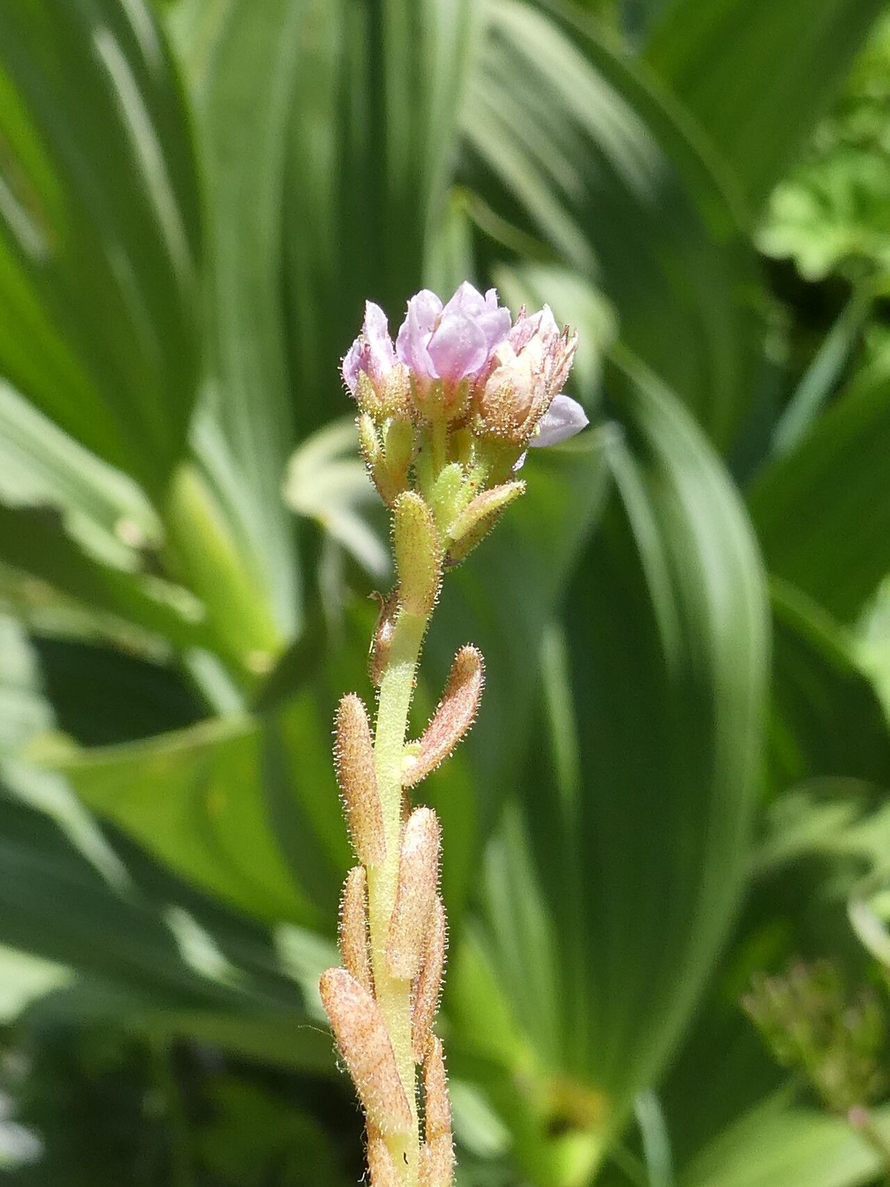 Sedum villosum flower