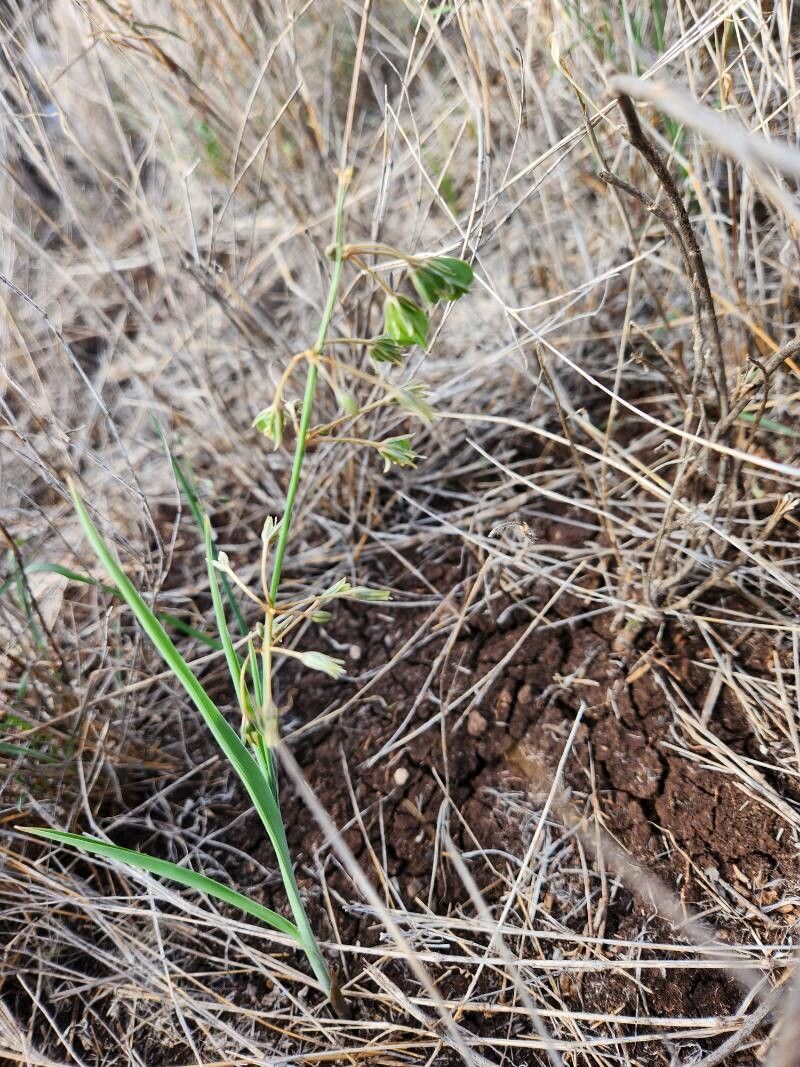 Chlorophytum pendulum — search result for 'Chlorophytum'