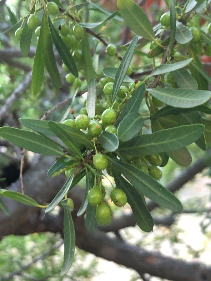 Schinus polygama leaf