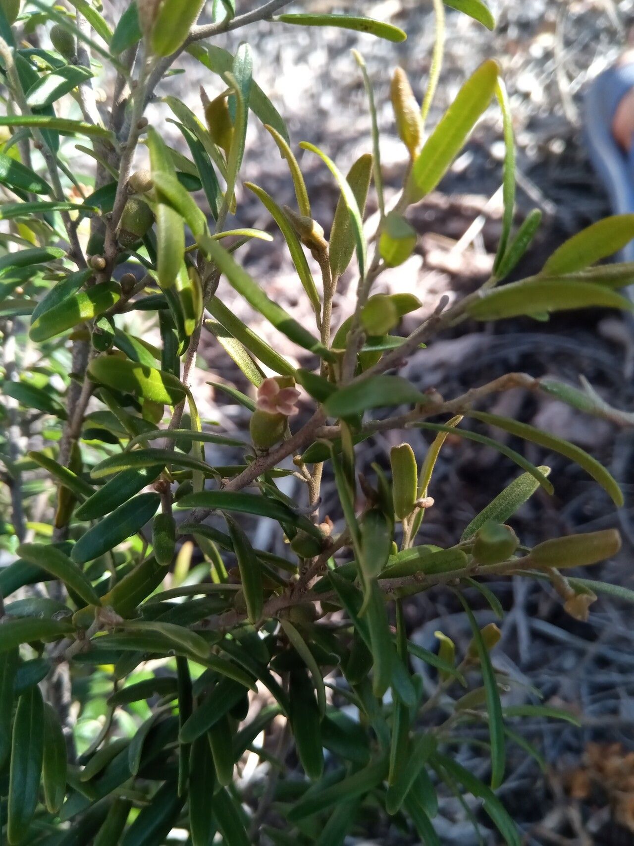 Diospyros danguyana habit