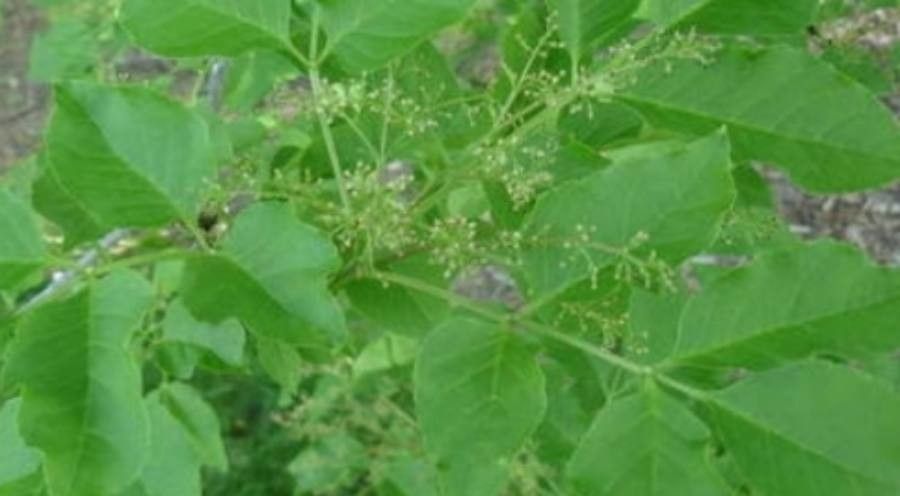 Fraxinus mandshurica — search result for 'Fraxinus'