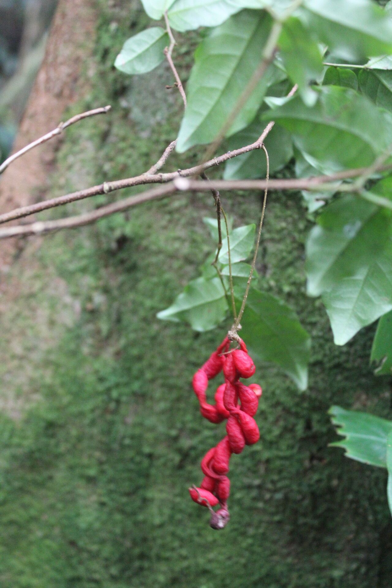 Cojoba valerioi fruit