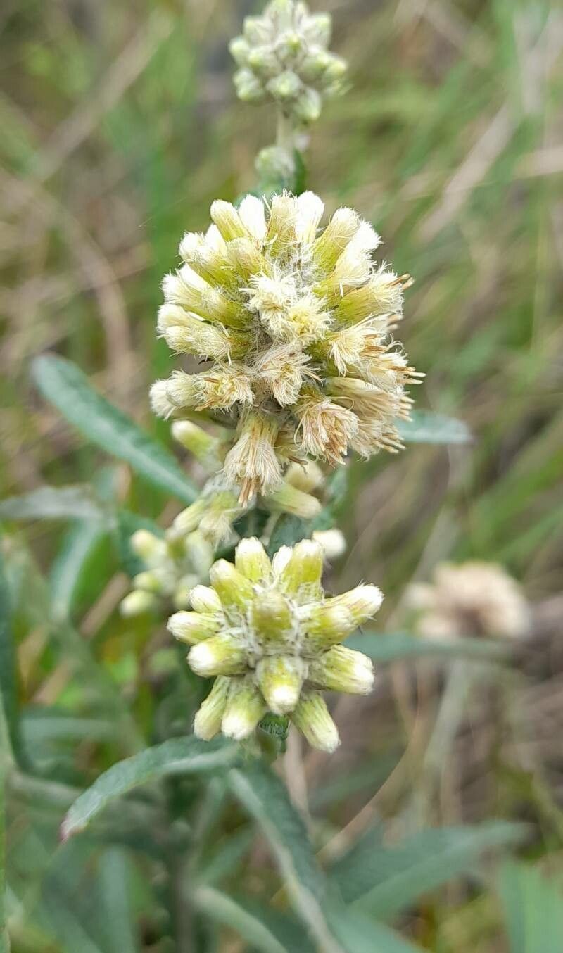 Pterocaulon angustifolium flower