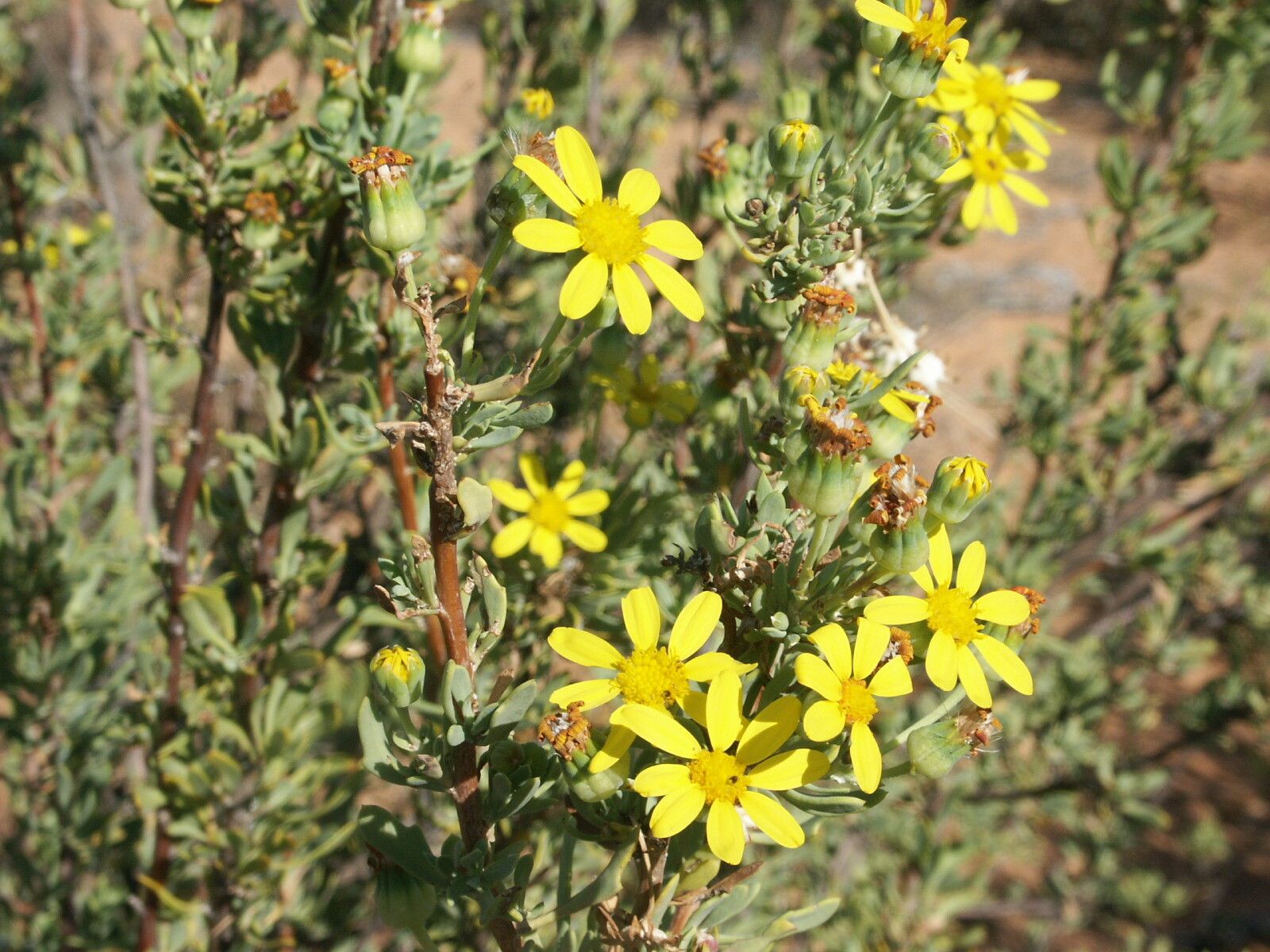 Senecio laticipes — houseplant care guide