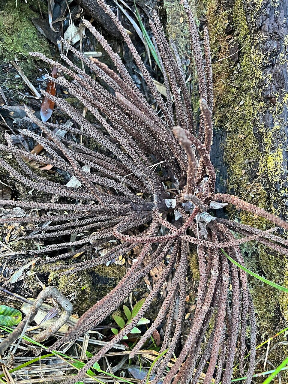 Basselinia sordida fruit