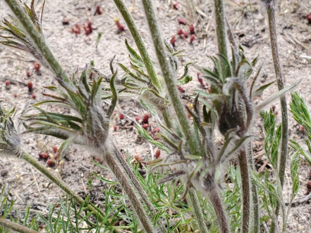 Pulsatilla pratensis leaf