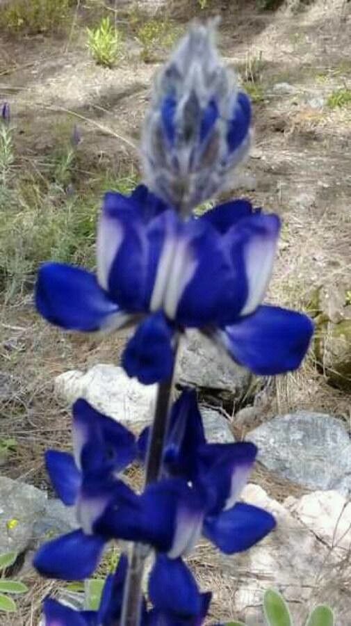 Lupinus pilosus flower