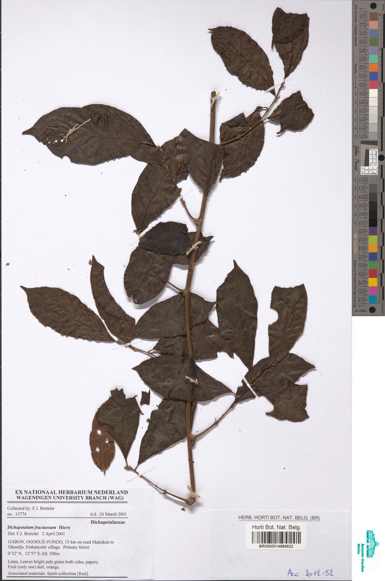 Dichapetalum fructuosum — houseplant care guide