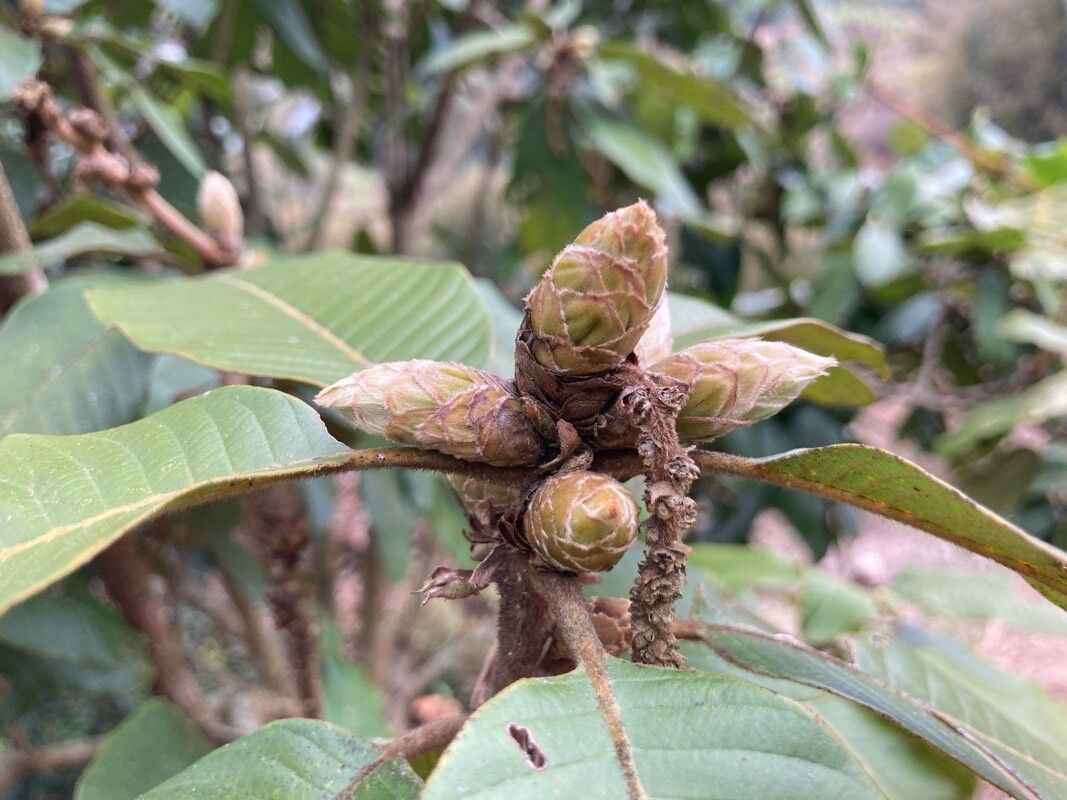 Lithocarpus pachylepis flower