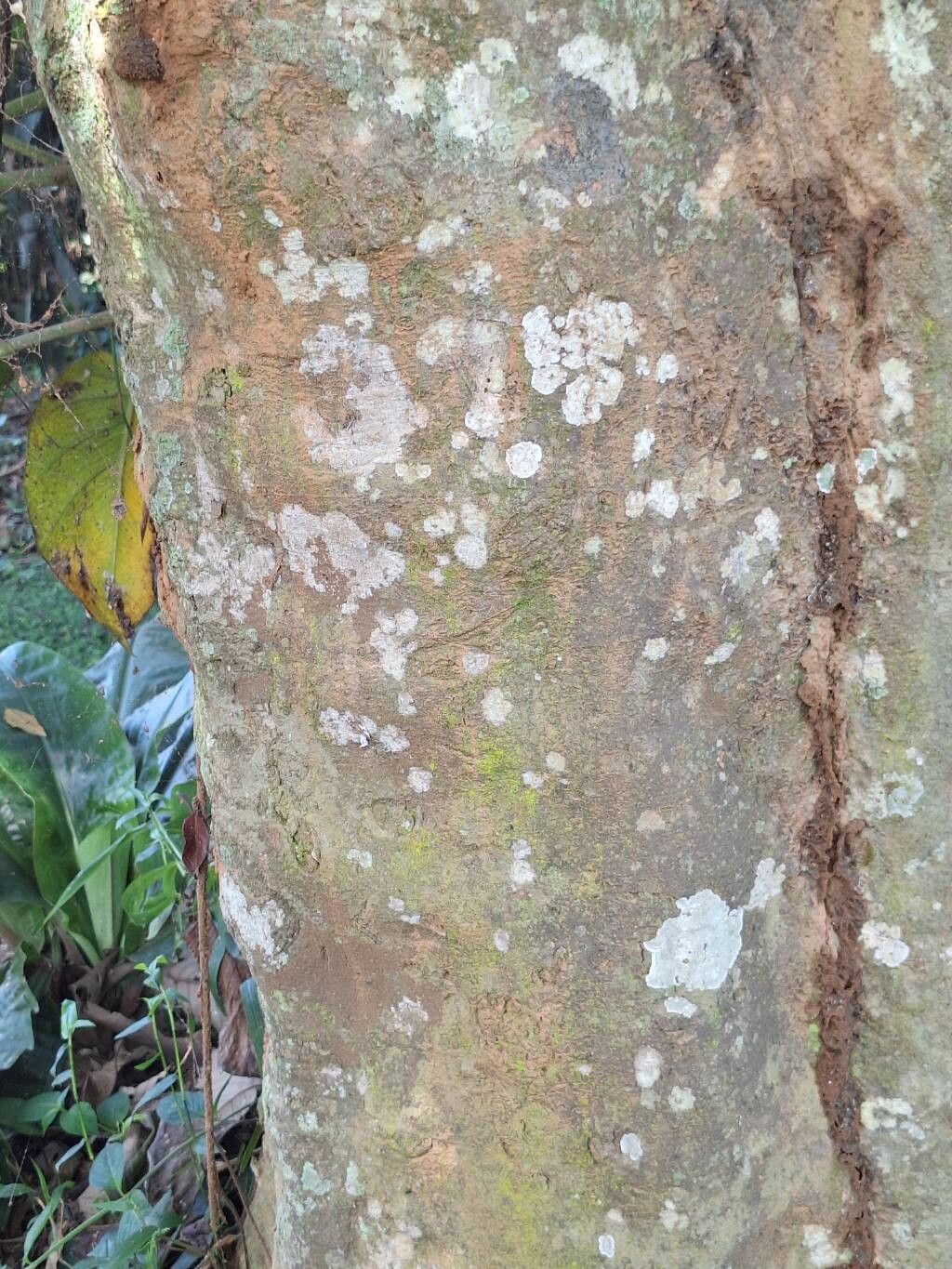 Myrianthus holstii bark