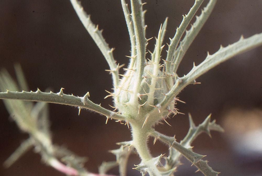 Atractylis carduus — search result for 'Carduus'