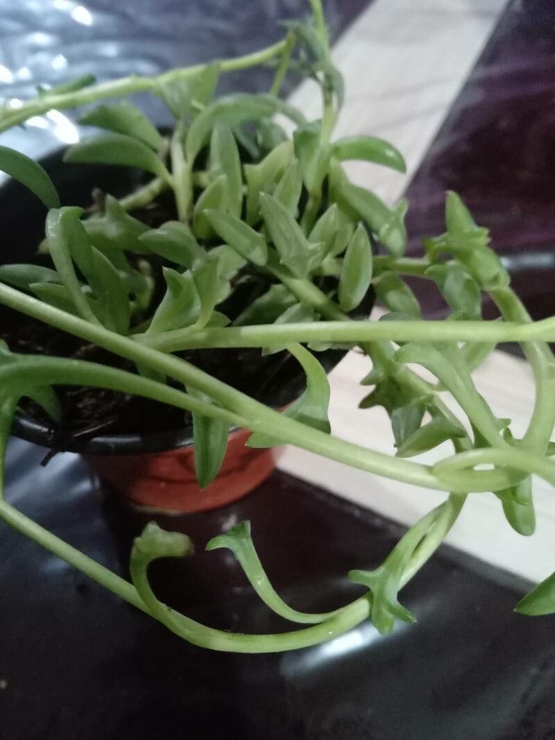 Dendrophorbium peregrinum — houseplant care guide