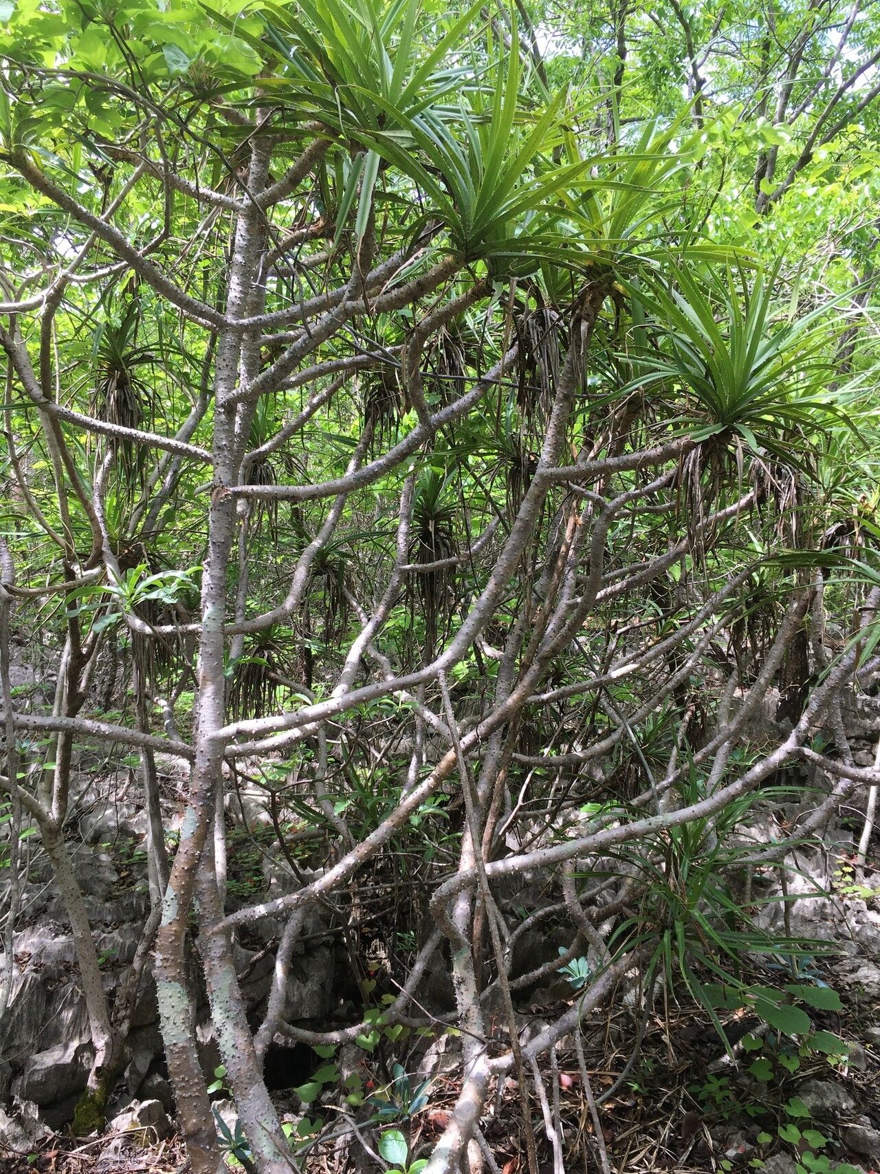 Pandanus ankaranensis — houseplant care guide