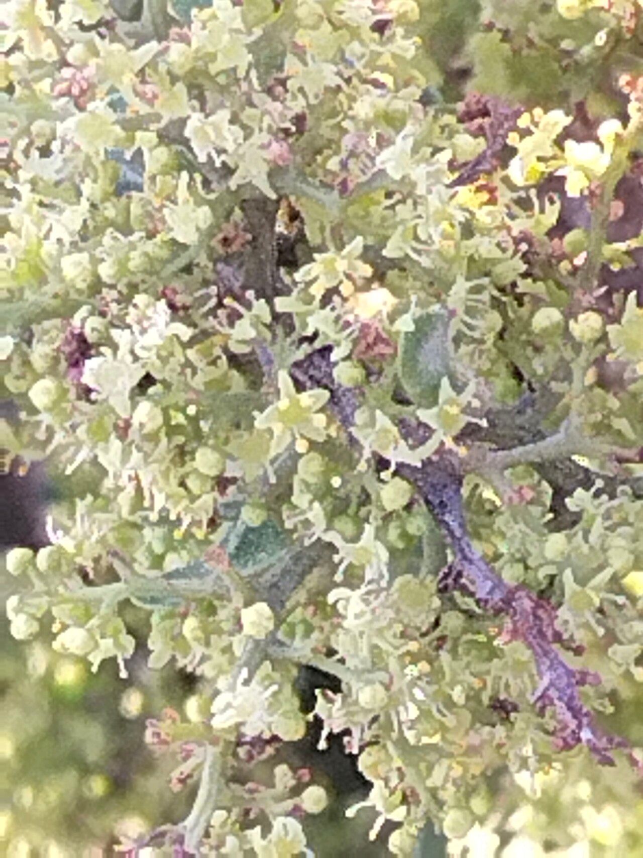 Searsia laevigata flower