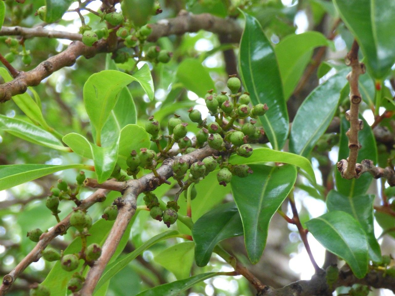 Psiloxylon mauritianum fruit