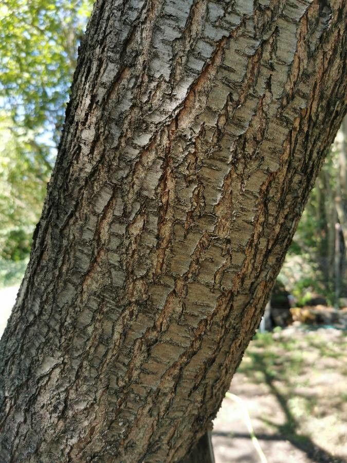 Berchemia discolor — search result for 'Alabama'