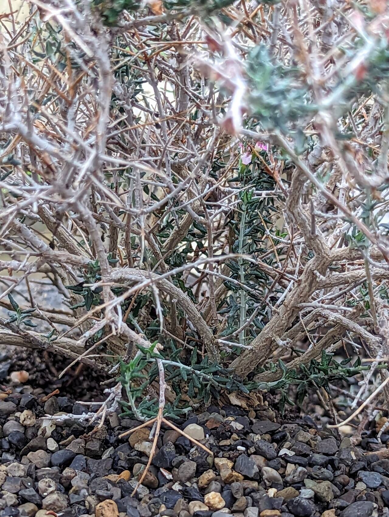 Teucrium subspinosum bark