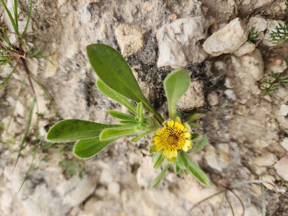 Pallenis hierichuntica habit