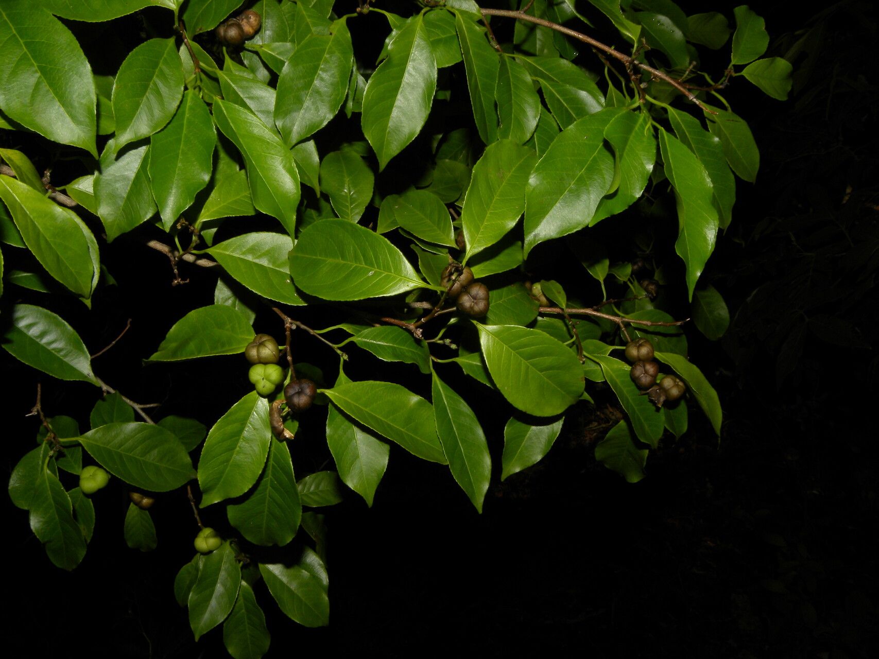 Sebastiania pavoniana fruit