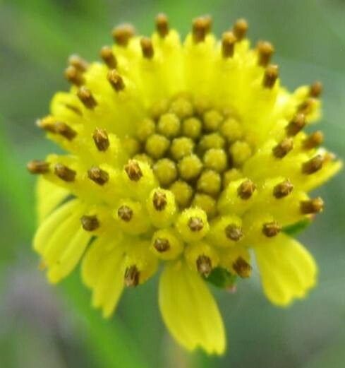 Maytenus orbicularis flower