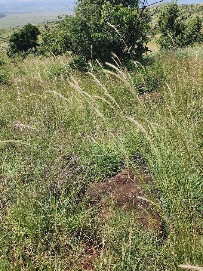 Aristida congesta habit