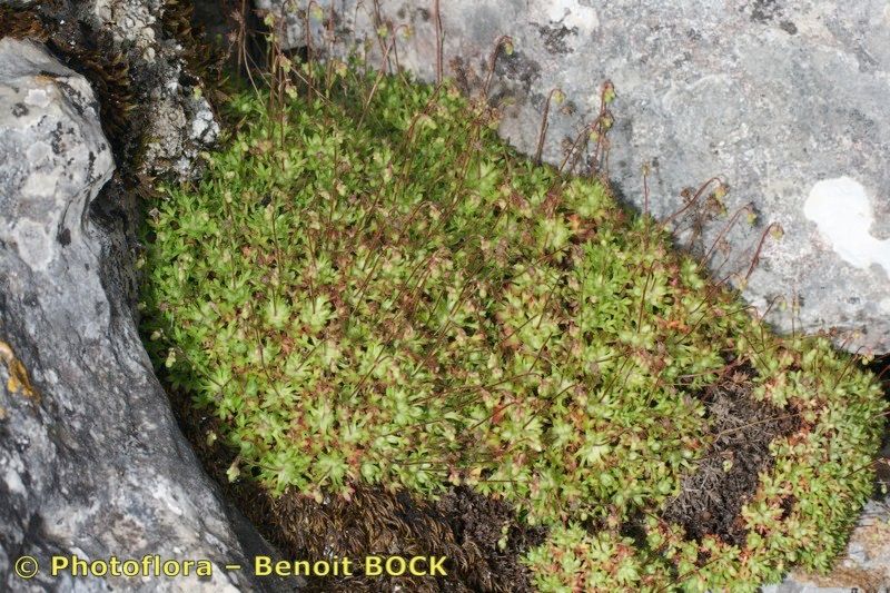 Saxifraga reuteriana habit